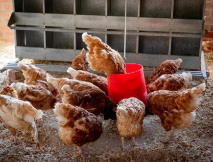 5 redenen om kippen in je tuin te zetten