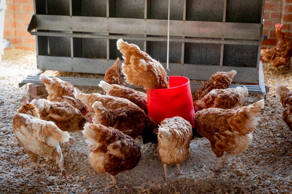 5 redenen om kippen in je tuin te zetten